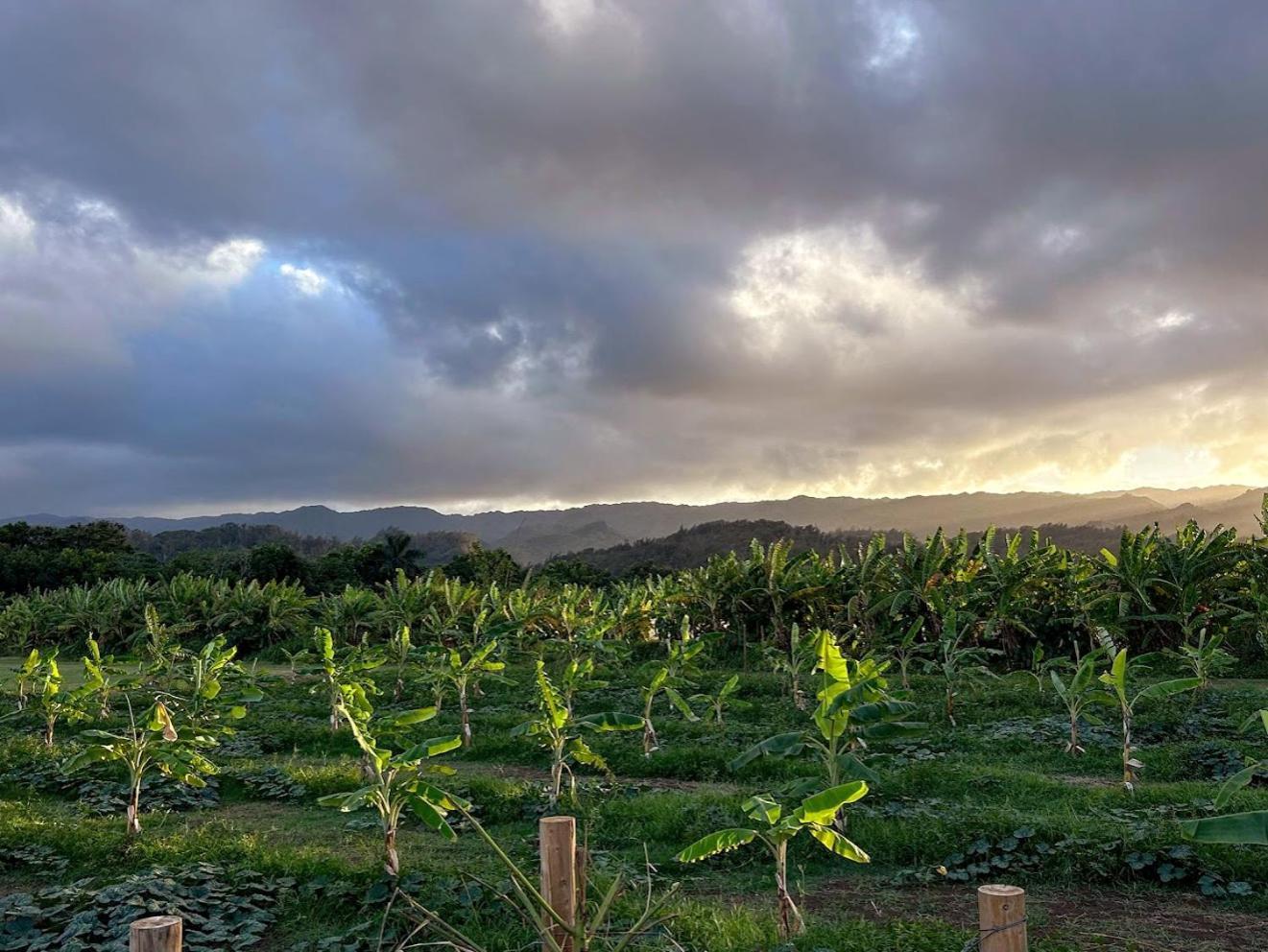 North Shore Glamping Camping Laie, Oahu, Hawaii מראה חיצוני תמונה